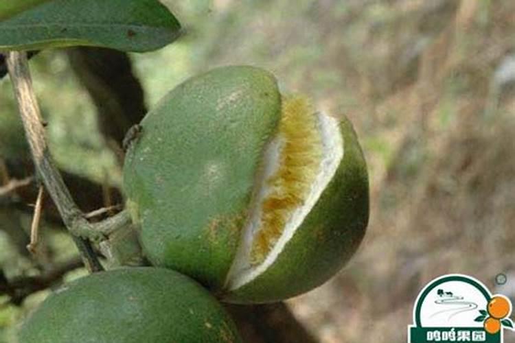 沃柑保花保果最好的方法