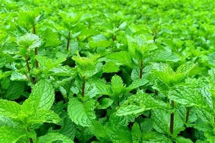 怎样给薄荷自制肥料