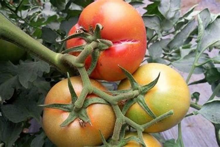 西红柿后期充什么肥料好？