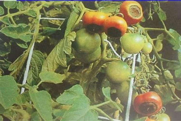 种植西红柿用钙肥红吗