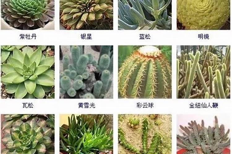 多肉植物一般用什么肥