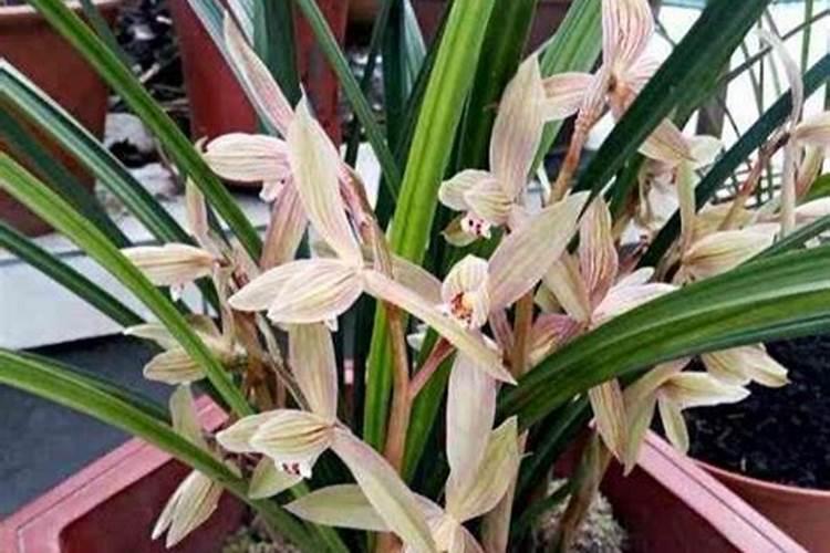 10月份兰花怎么浇水,怎么施肥