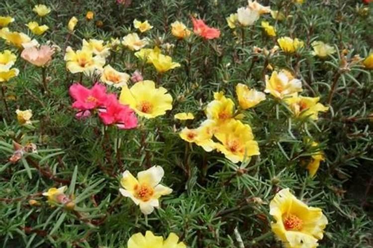 太阳花夏季高温能施肥吗