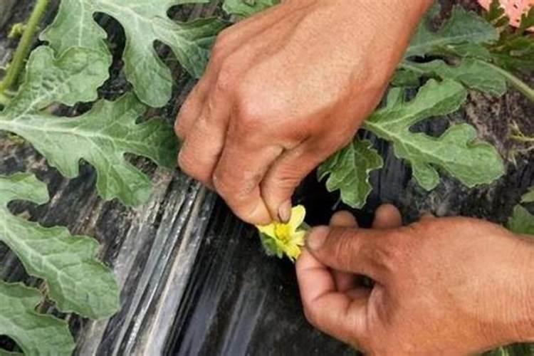 种西瓜施肥多少才适中