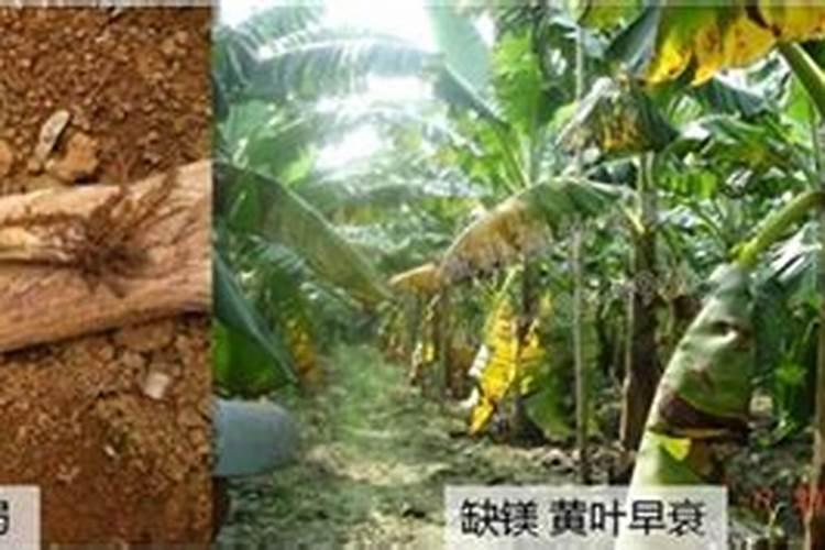 香蕉一般施什么肥