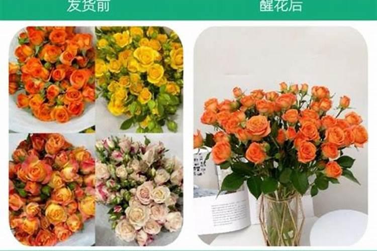 请问康乃馨在室内怎样养？