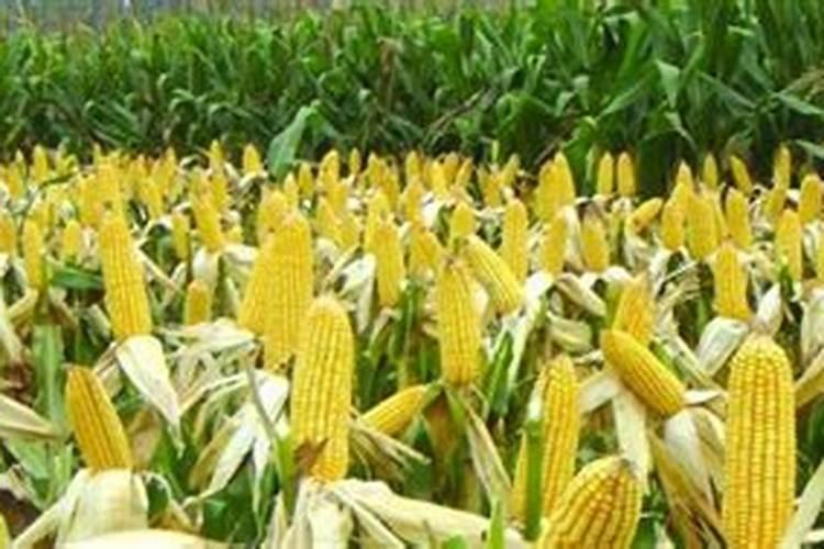 种玉米需要施什么肥料？