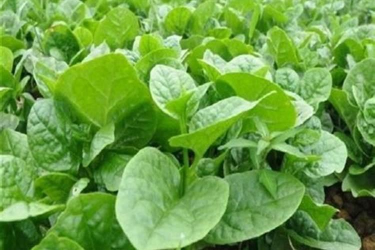 木耳菜阳台种植方法是怎样的？注意事项有哪些呢