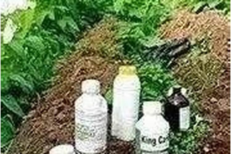 葡萄秋季管理怎么施肥