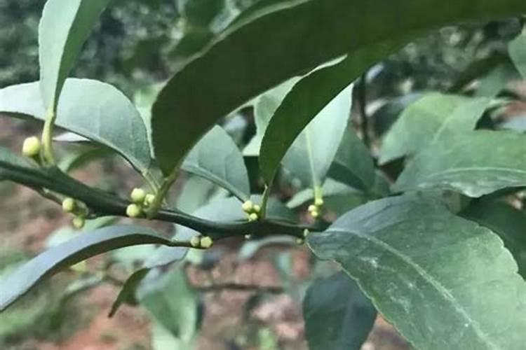 硼砂对果树起什么作用