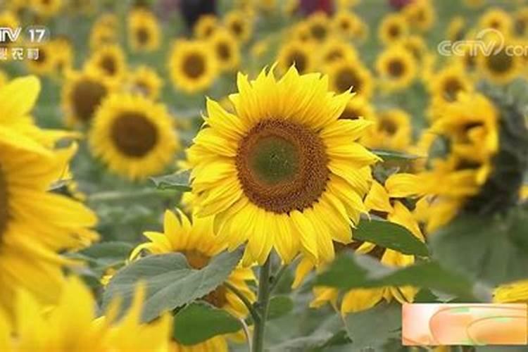 向日葵怎么施肥