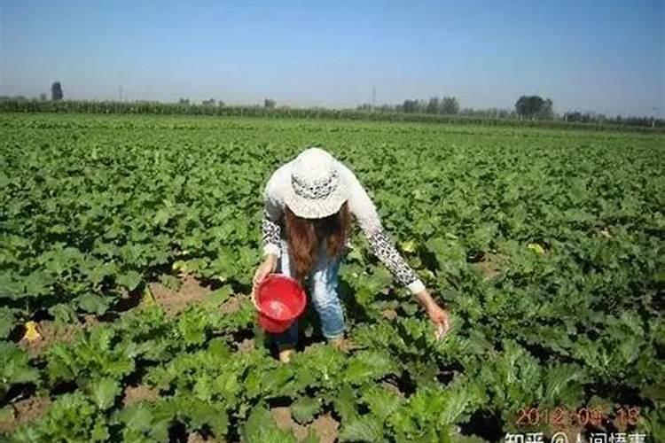 如何识别几种蔬菜施肥过量所引起的生理病害