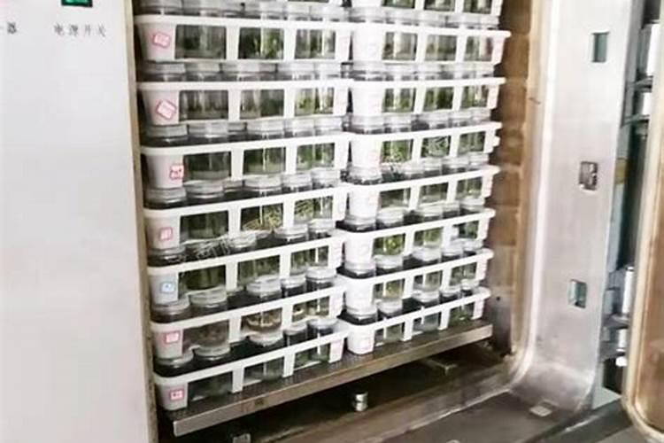 植物组培培养基配方