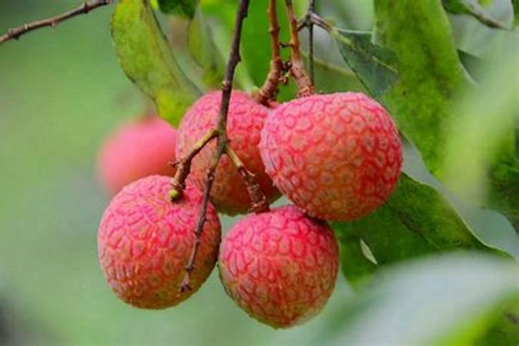 荔枝施肥的重点是什么？
