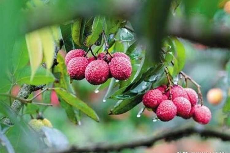 果树春季施肥施什么肥好？