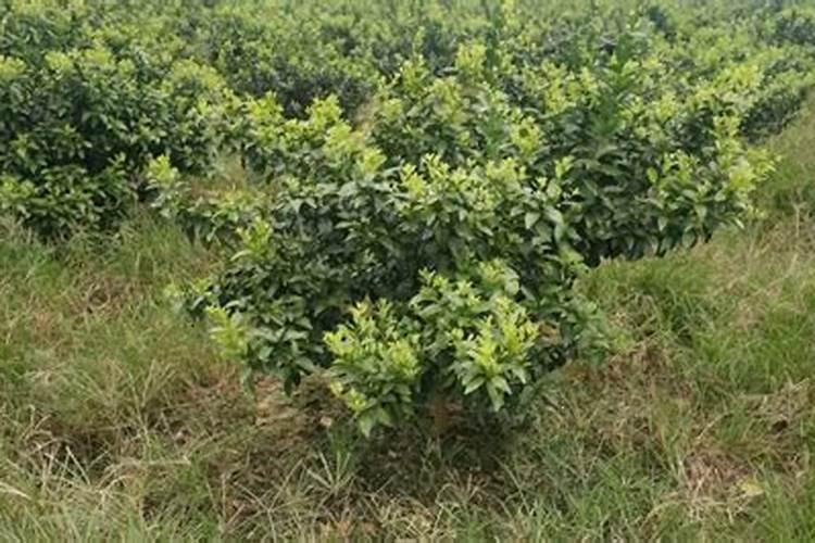 硫酸钾适合种植什么作物,施用方法,注意事项