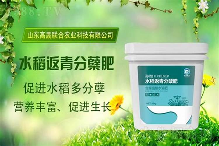水稻返青肥什么时候用