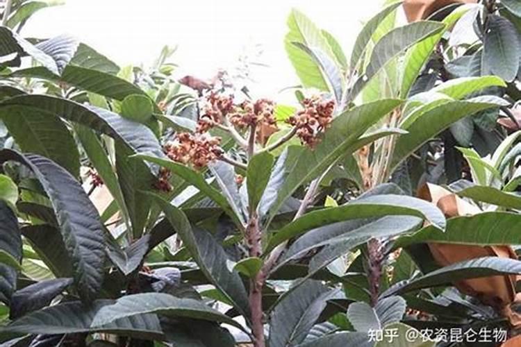 水稻什么时候施硼肥？