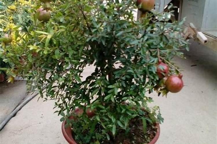 石榴花掉花苞是咋回事
