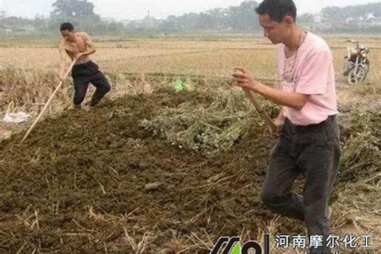 李子怎样管理才能又大又甜(李子增大增甜度用什么方法)