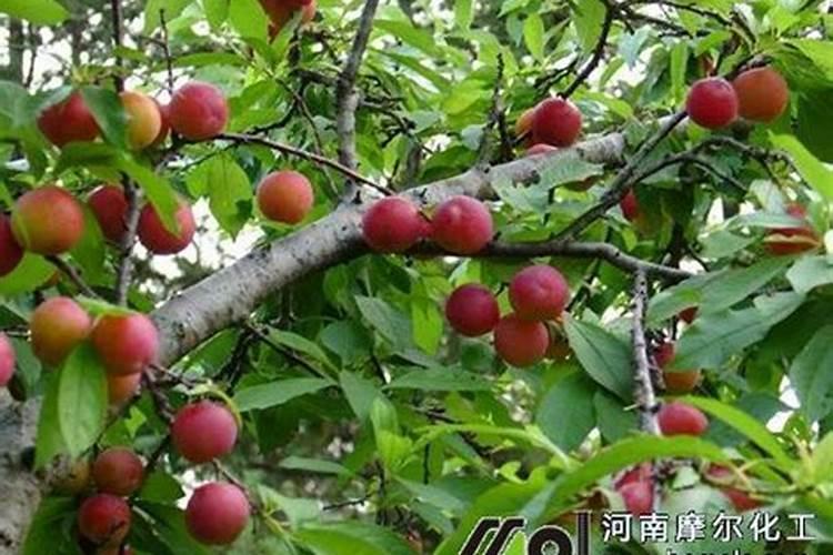 春季李子开花前后的施肥技术