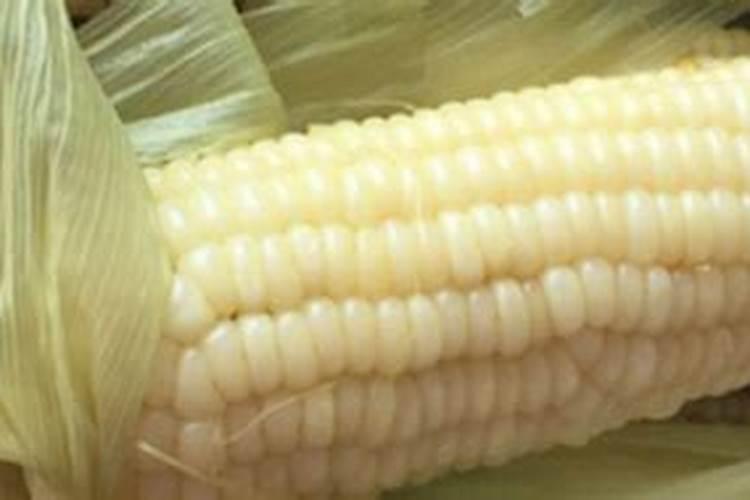 玉米使用什么叶面肥好(玉米喷施什么叶面肥效果最好)