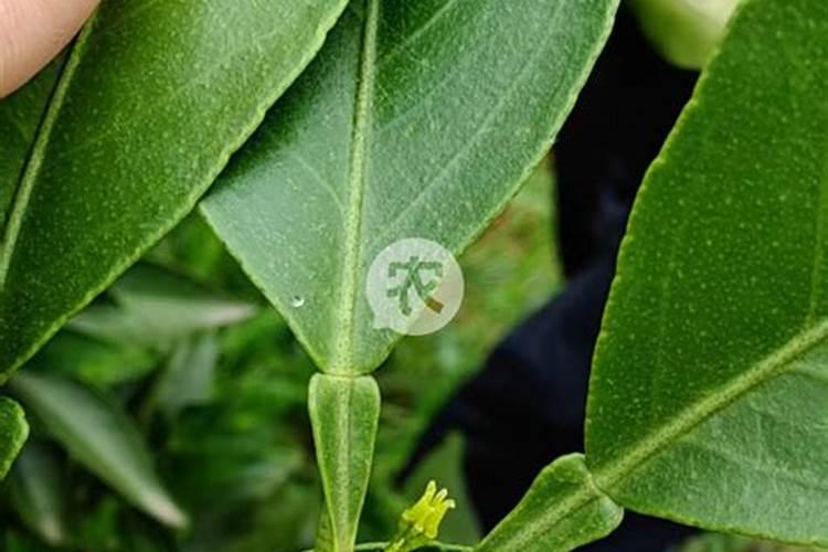 柑子树种植技巧