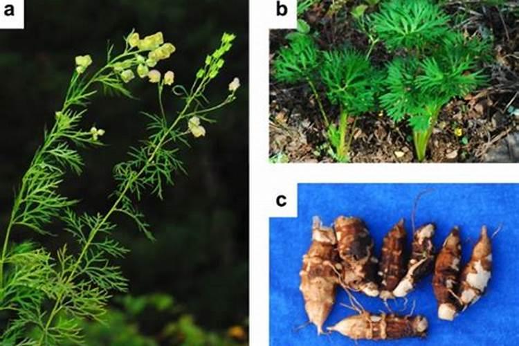 黄花菜是百合科的多年生植物,黄花菜的种子要怎么繁殖？