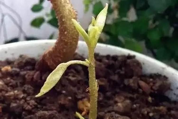 种榴莲施什么肥