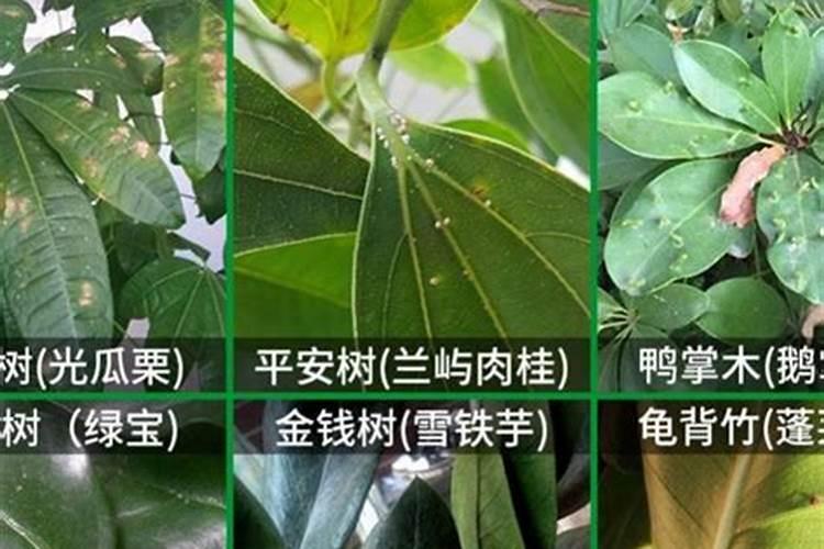 发财树长虫子怎么办？