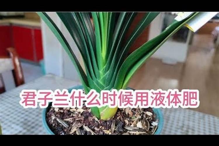 家养君子兰氮磷钾如何采用