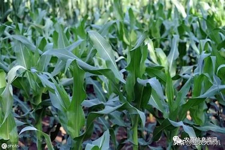 氮肥适合什么农作物 氮肥属于哪种肥料