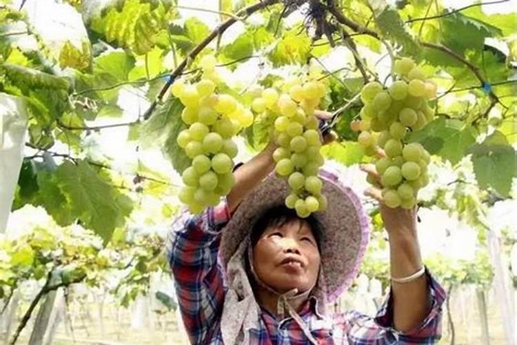种植阳光玫瑰葡萄时,需要施什么肥呢？