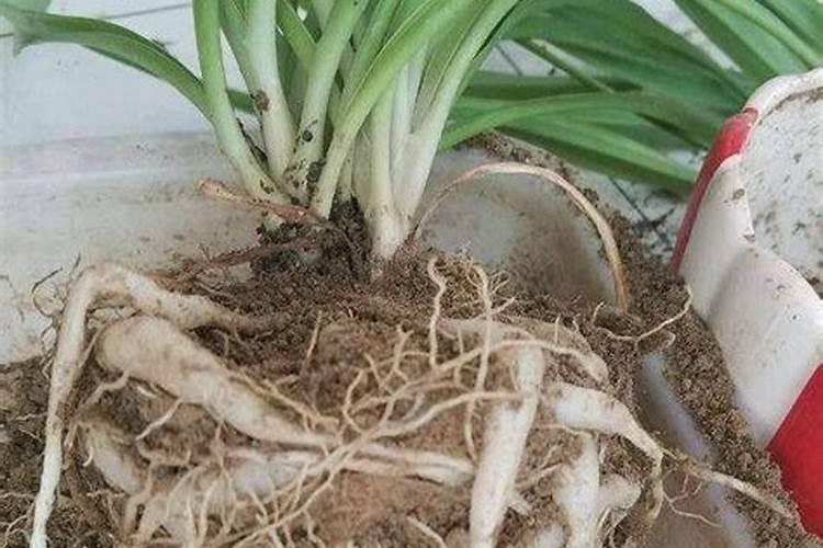 盆栽吊兰如何施肥
