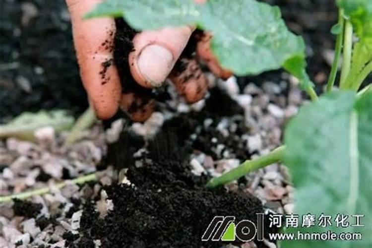 叶面肥浇花怎么使用