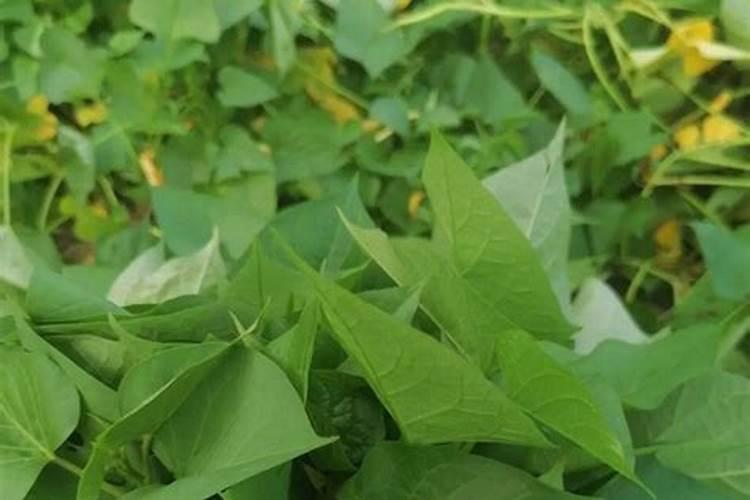 种地瓜用什么肥料最好