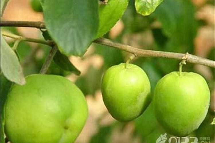 大青枣膨果期管理要点 大青枣应怎么施肥