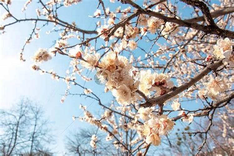 庭院一年四季开花的树
