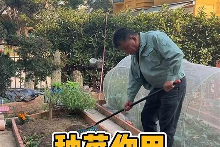 种菜用什么肥料最好