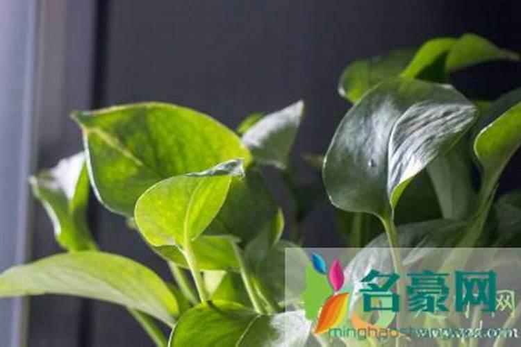绿萝水培放什么肥料