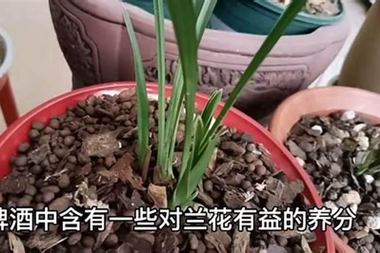 酱油浇花的正确方法
