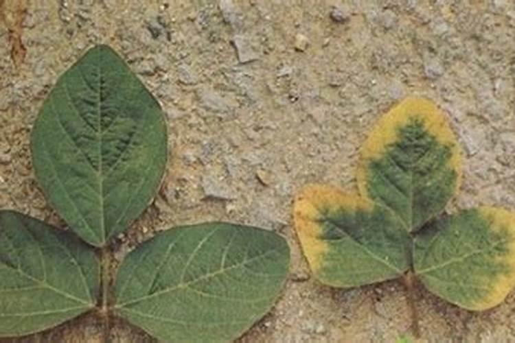 黄豆开花期需要施什么肥 什么时候施肥能高产