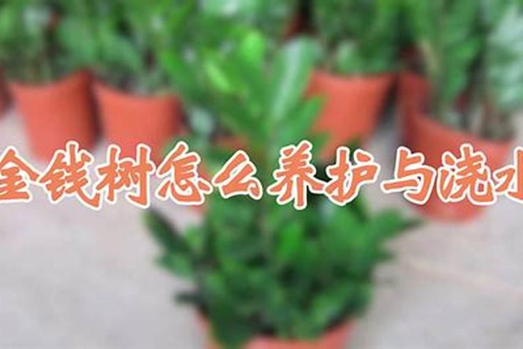 金钱树怎么浇水施肥,金钱树多久浇一次水？