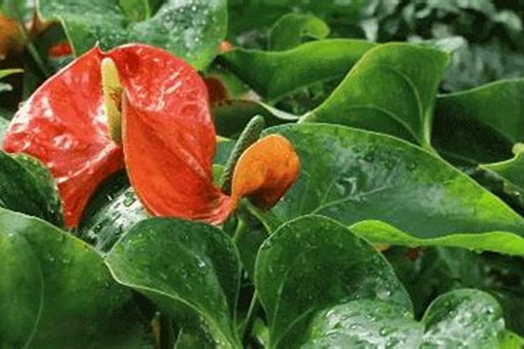 水培红掌怎样才能开花