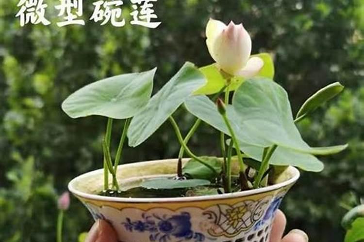 碗莲的营养液怎么自制