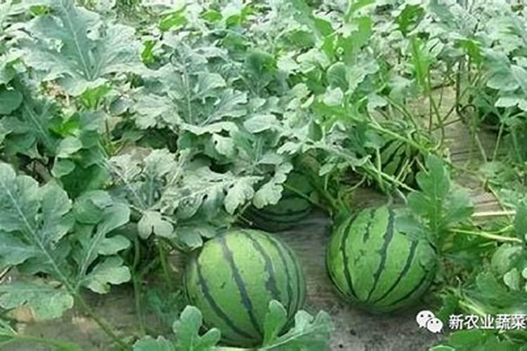 秋冬季栽培小型西瓜怎么水肥管理