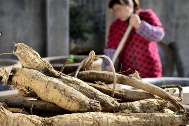 葛根种苗什么时间种植？葛根最新种植技术