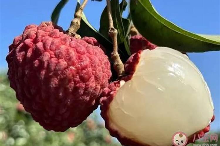 荔枝的控梢怎么做 荔枝养殖应该注意什么