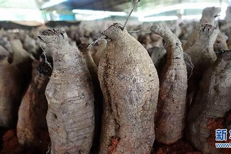 种植葛根管理很重要,种植葛根要注意哪些？