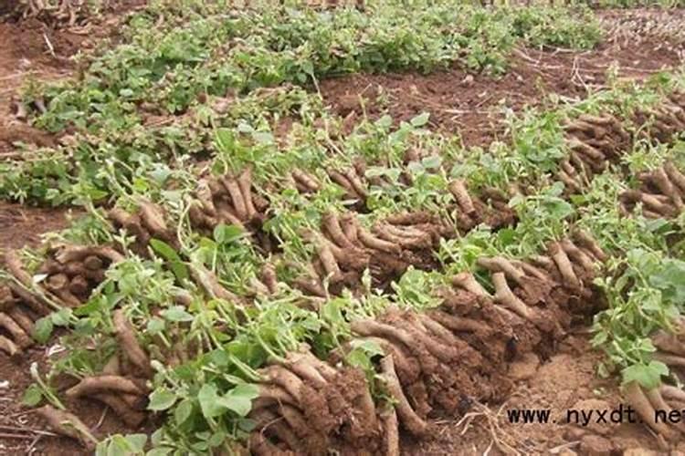 芒果开花结果期种植管理如何做？芒果开花坐果期用什么肥料好